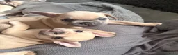 French Bulldog dogs for sale: Beautiful KC Registered French Bulldog Puppies 🐾 - Advert 15