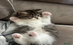 Persian cats for sale: Persian Kittens Looking for Loving Homes - Advert 12