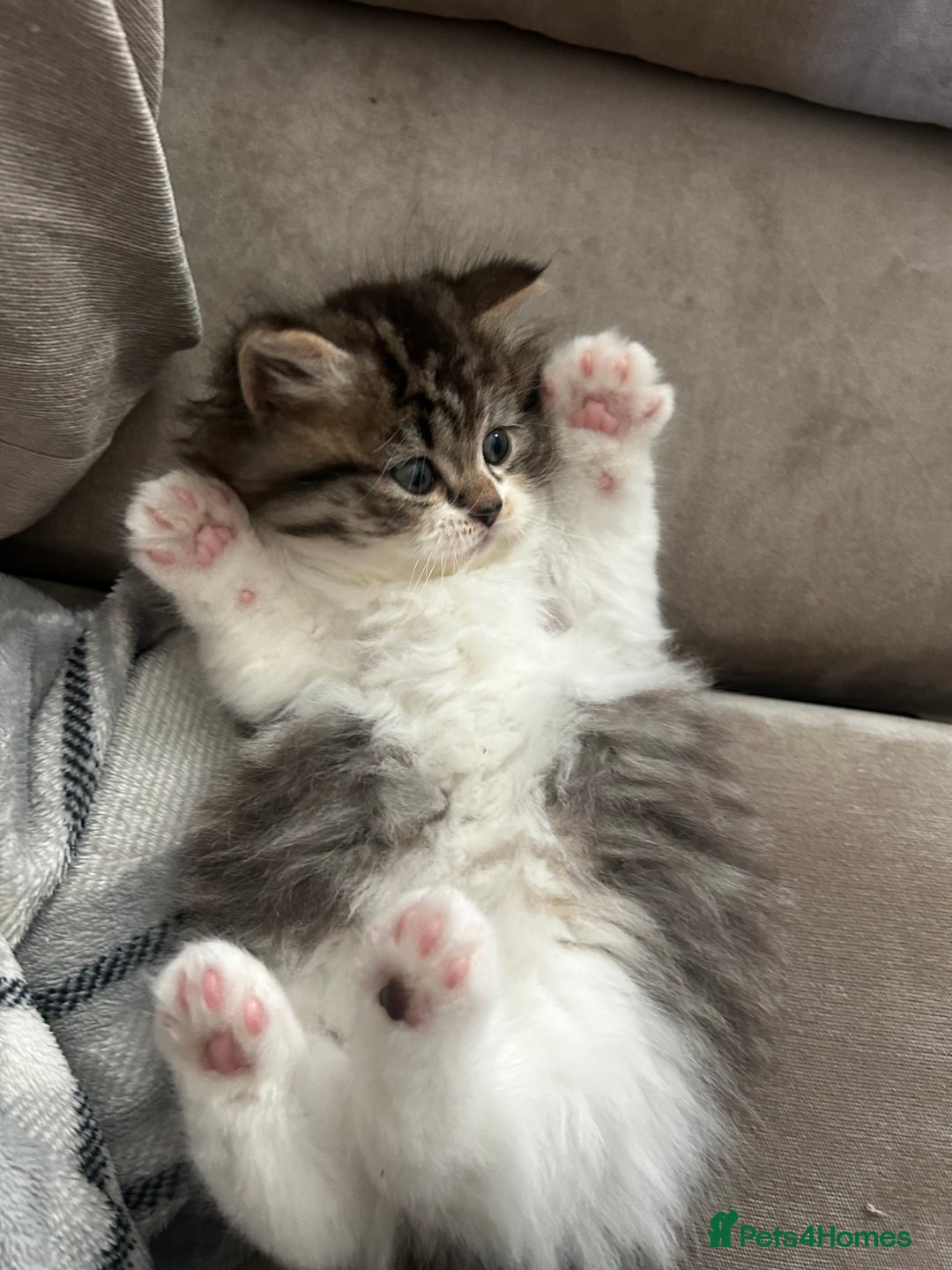 Persian cats for sale: Persian Kittens Looking for Loving Homes - Advert 12