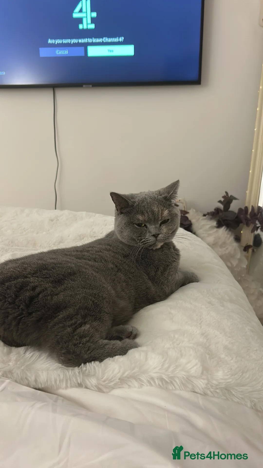 British Shorthair cats for sale: British shorthair blue tortie GCCF Registered  - Advert 4