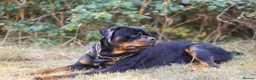 Rottweiler dogs for stud: Proven stud Hector 60kg plus Rottweiler KC Reg  - Advert 2