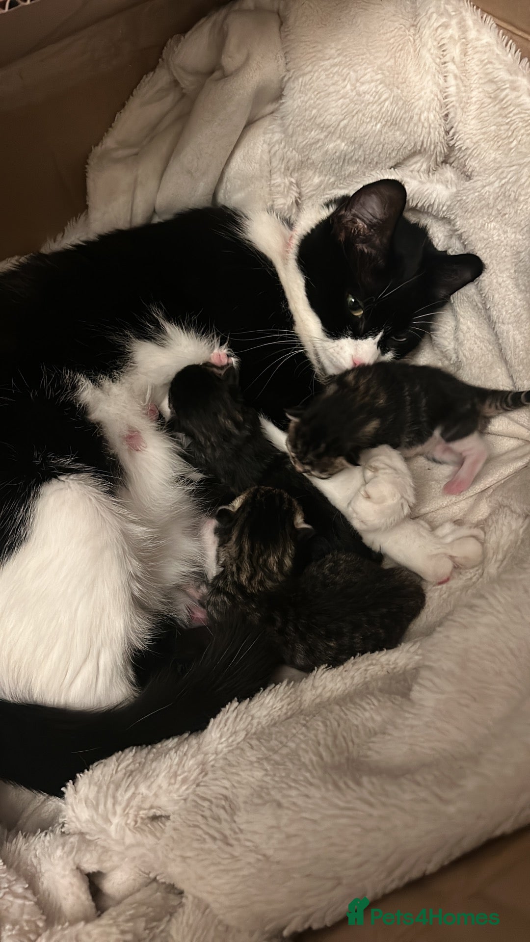 Mixed Breed cats for sale: Tabby kittens  - Advert 17