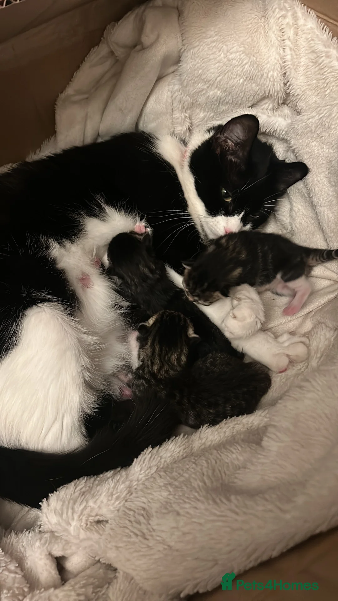 Mixed Breed cats for sale: Tabby kittens  in Northwich - Advert 1