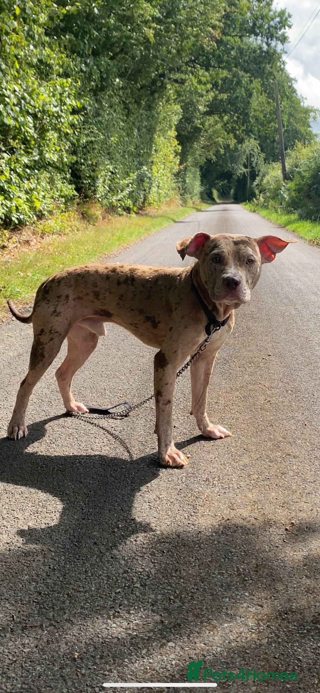 Mixed Breed dogs for sale: 1 year and 10 month old staffy mix male - Image 8