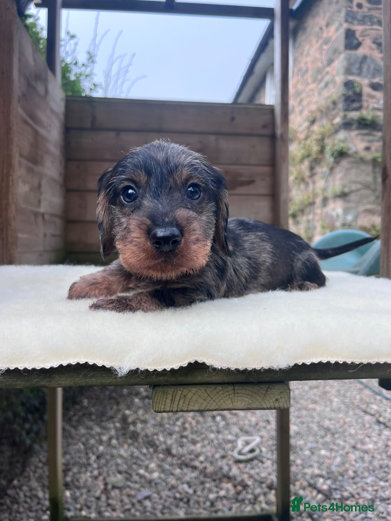 Dachshund dogs KC OUTSTANDING WIRE HAIRED DACHSHUND  - Advert 3