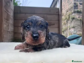 Dachshund dogs KC OUTSTANDING WIRE HAIRED DACHSHUND - Advert 3
