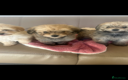 Pomapoo dogs for sale: Beautiful, Pomapoo puppies - Image 2