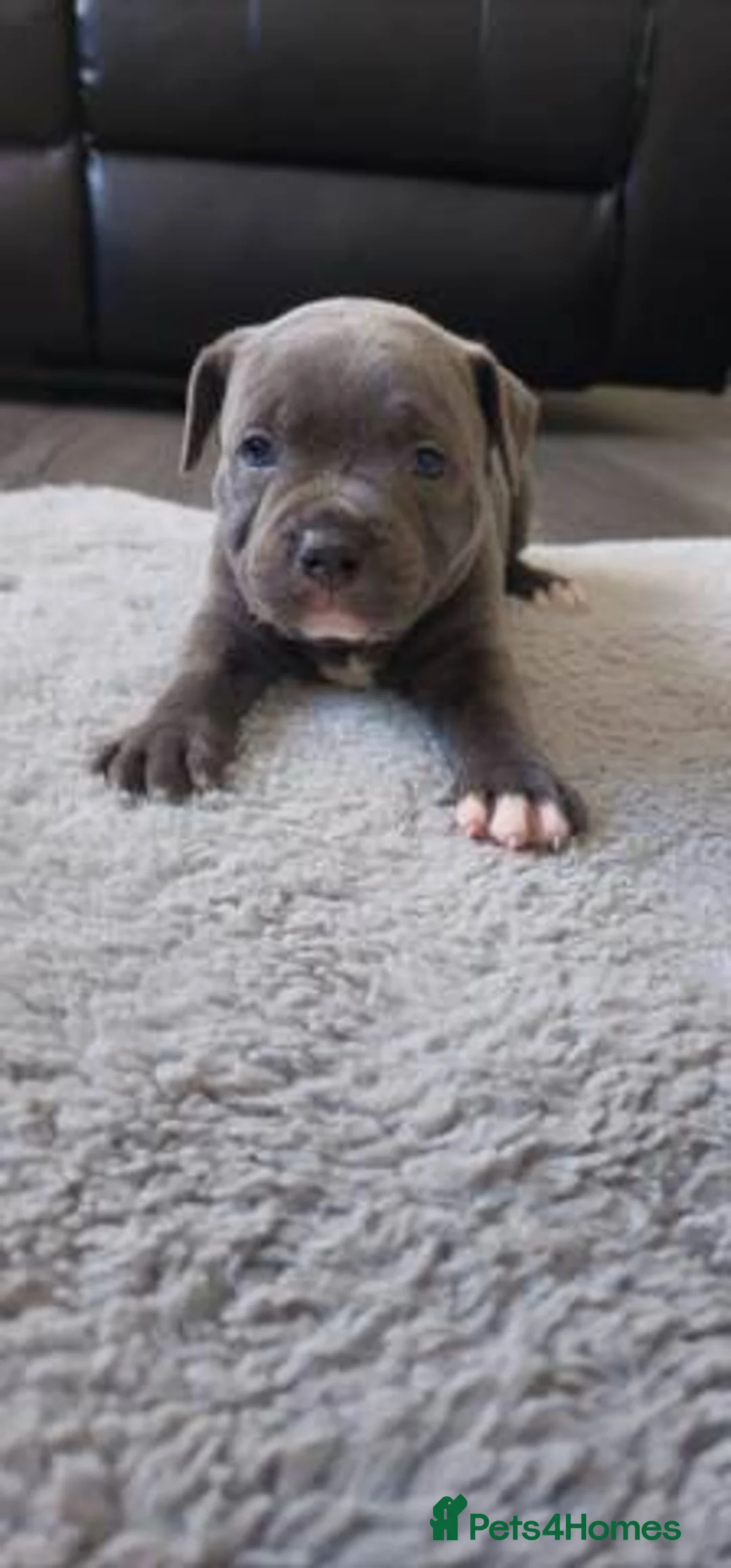 Staffordshire Bull Terrier dogs for sale: Stunning 100% Outstanding Staffy Puppies  - Advert 19