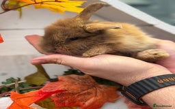 Mixed Breed rabbits for sale: Bunnies For Sale - Image 6