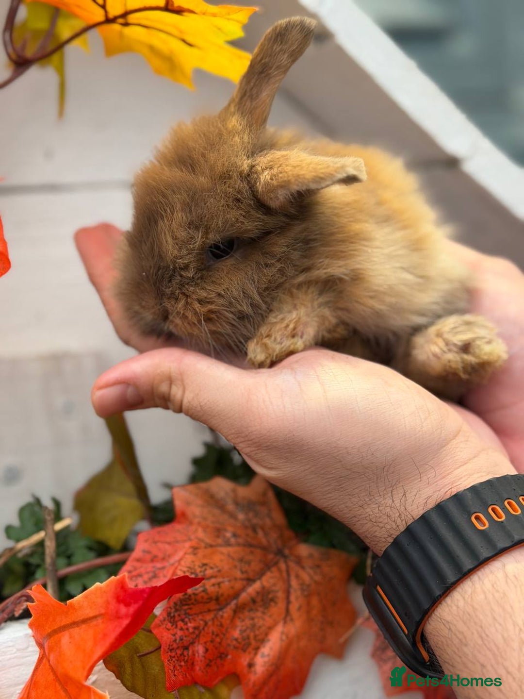 Mixed Breed rabbits for sale: Bunnies For Sale - Image 6