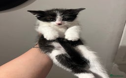 Mixed Breed cats for sale: Three beautiful kittens looking for new homes  - Image 3