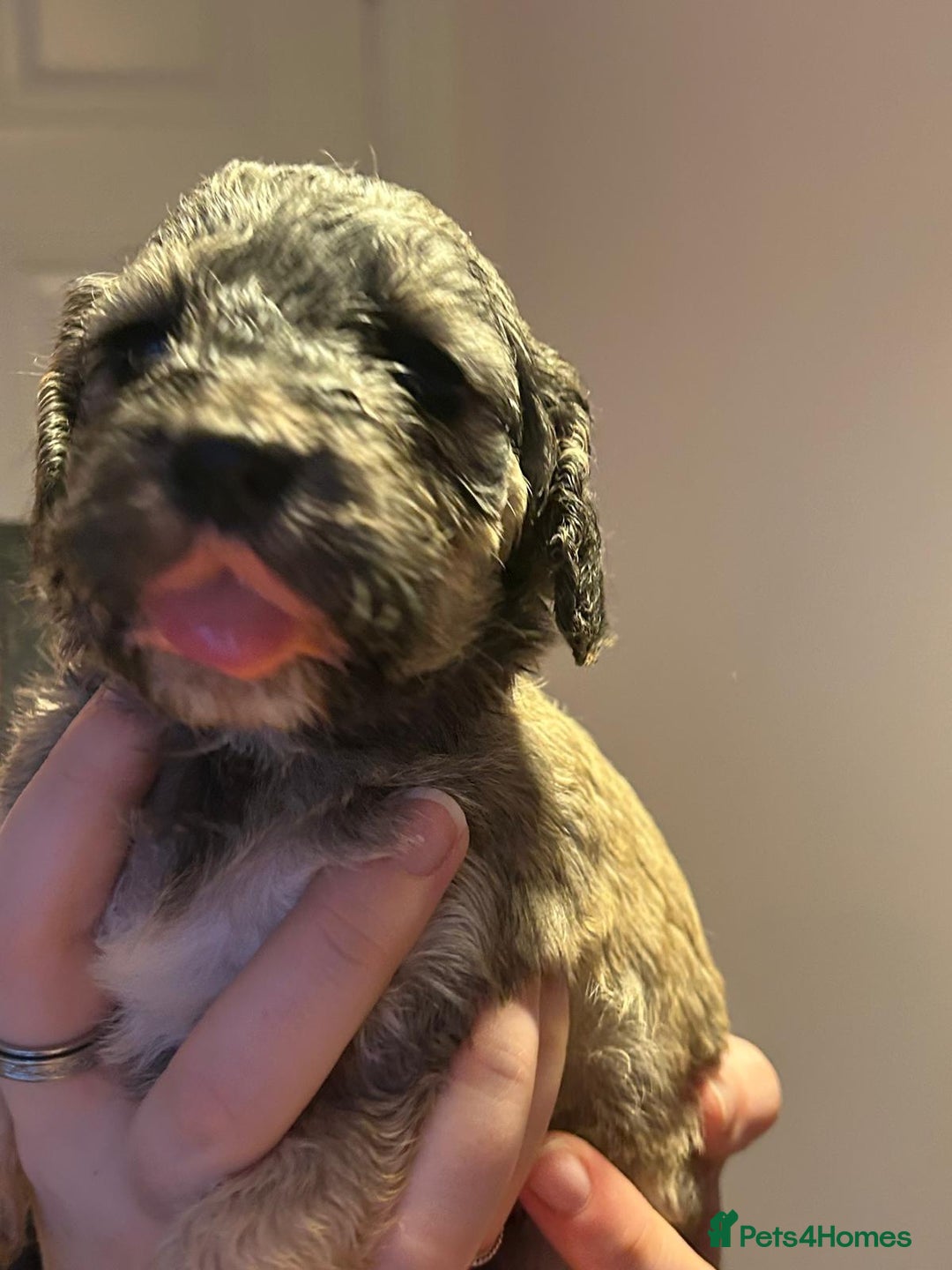 Cockapoo dogs for sale: 8 gorgeous F1 Cockapoos - Advert 33