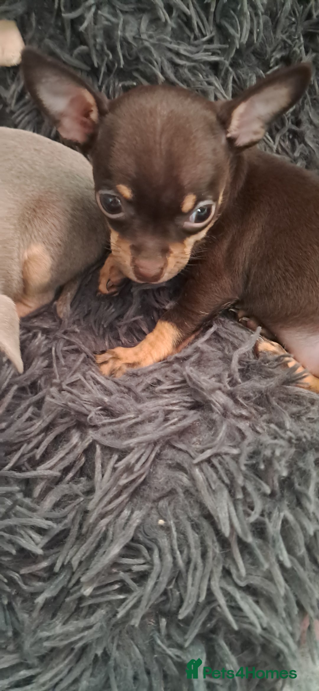Mixed Breed dogs for sale: Beautiful Babies  - Advert 3