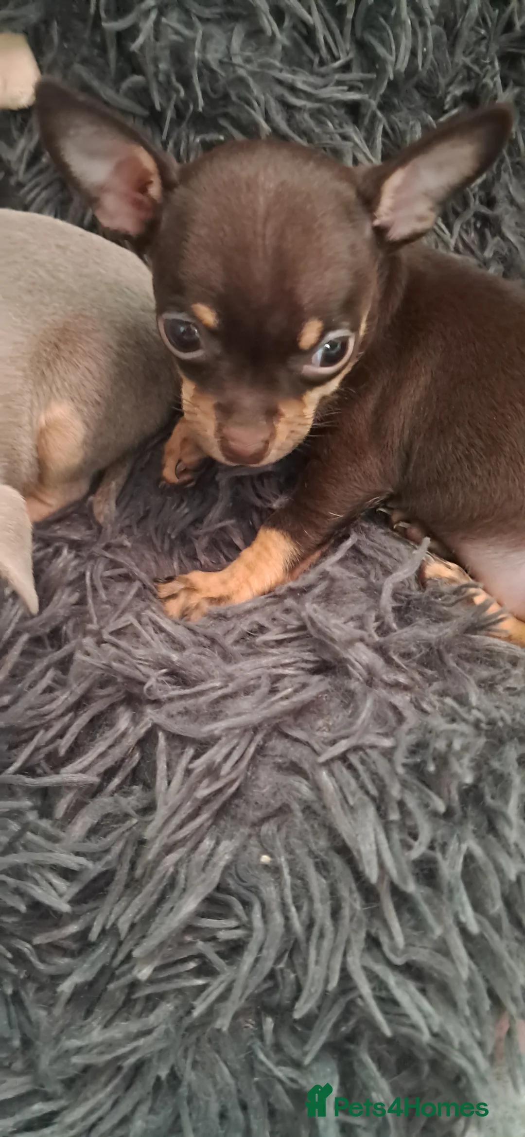 Mixed Breed dogs for sale: Beautiful Babies  - Advert 7