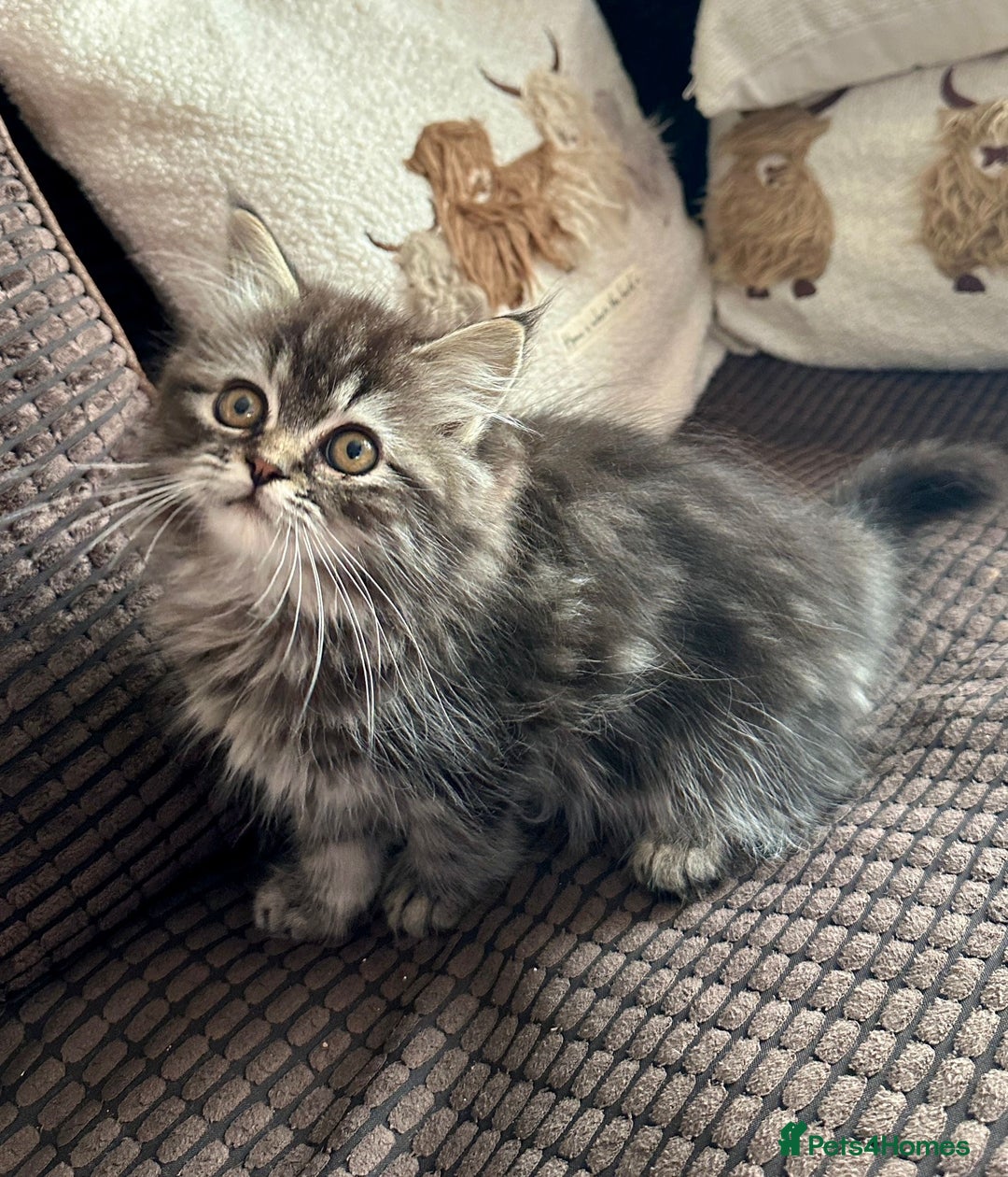 Siberian cats for sale: 🩵 4 adorable male Siberian x Persian kittens 🩵 - Advert 1
