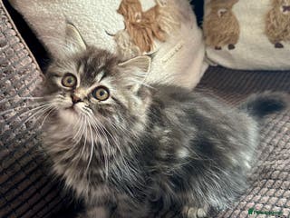 Siberian cats 🩵 4 adorable male Siberian x Persian kittens 🩵 - Advert 1
