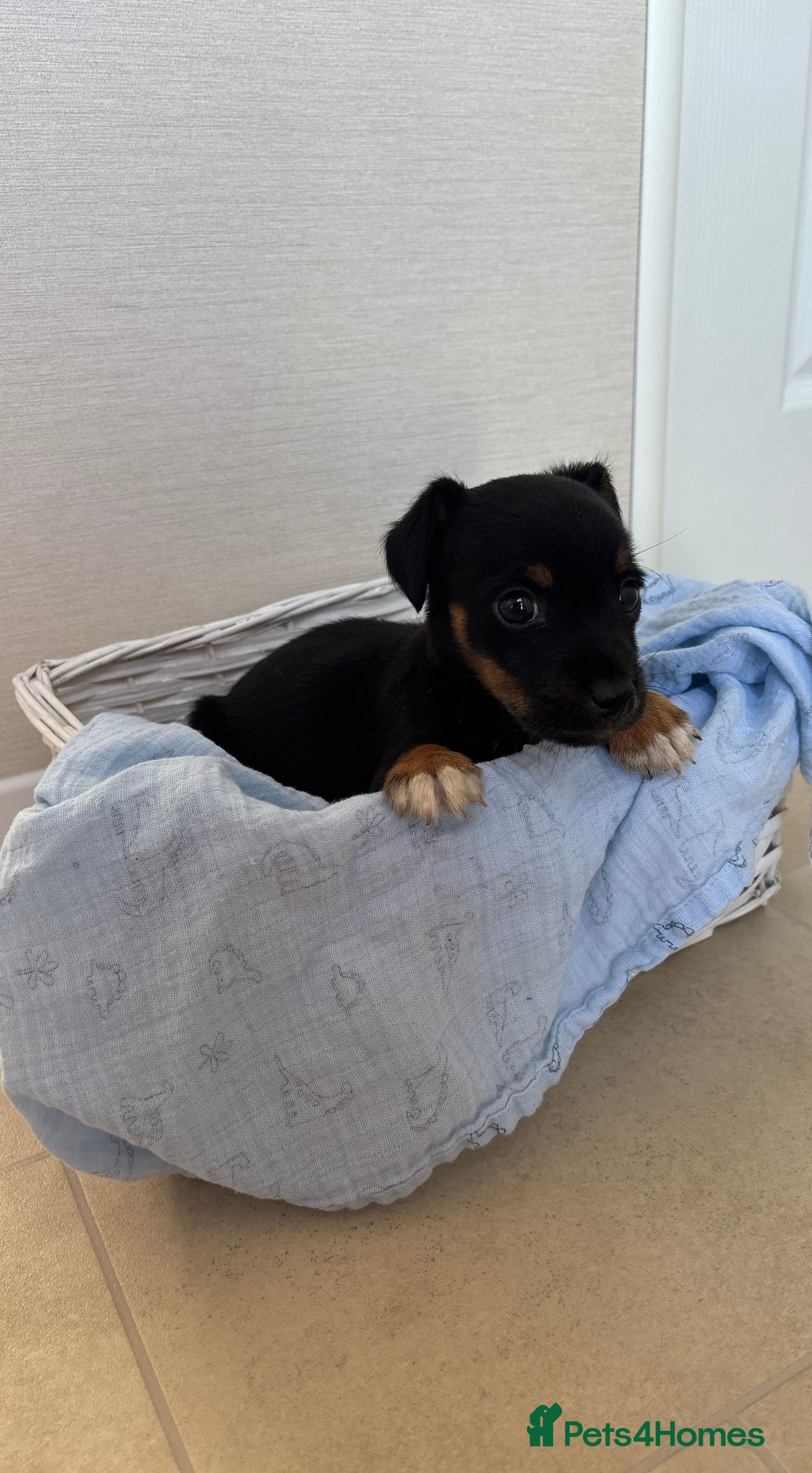 Jack Russell dogs Jack Russel Puppy For Sale  - Advert 1