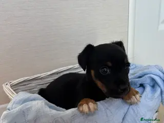 Jack Russell dogs Jack Russel Puppy For Sale - Advert 1