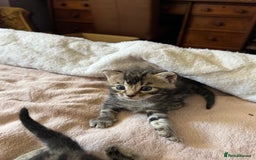 European cats for sale: Tortoiseshell Kittens - November  - Image 7