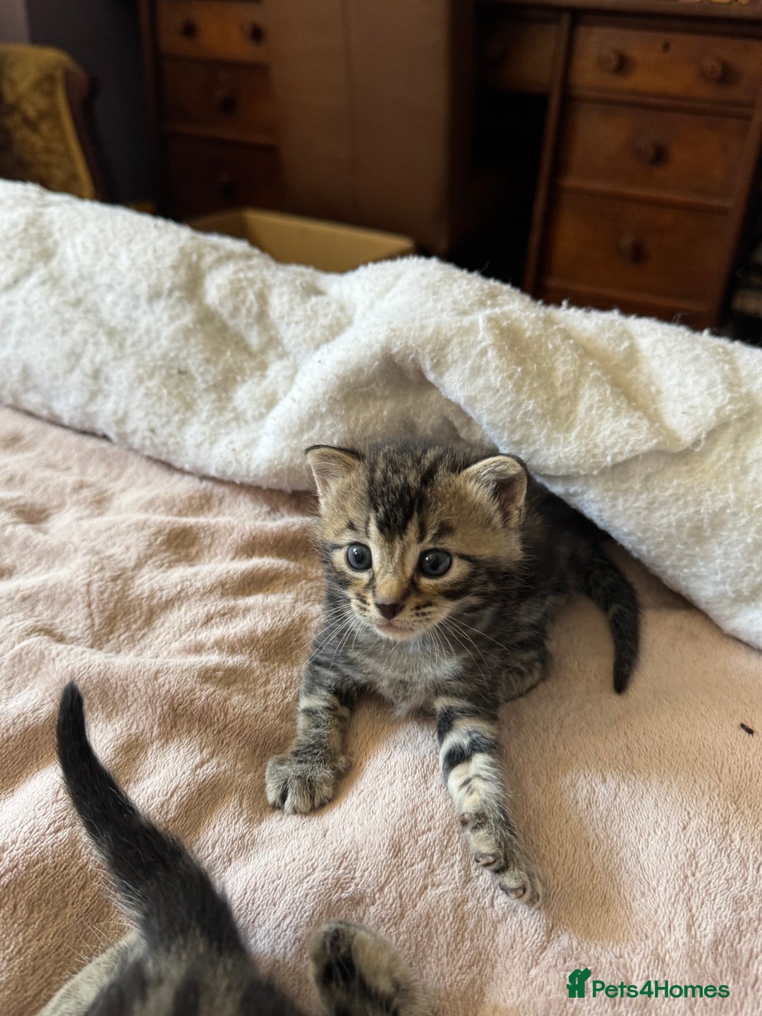 European cats for sale: Tortoiseshell Kittens - November  - Image 7