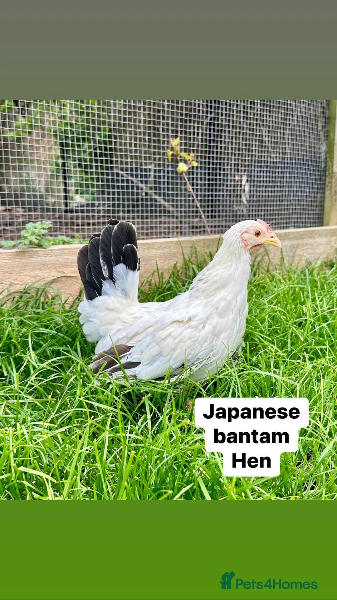 Chickens poultry for sale: Pure breed bantam hens at point of lay - Advert 14