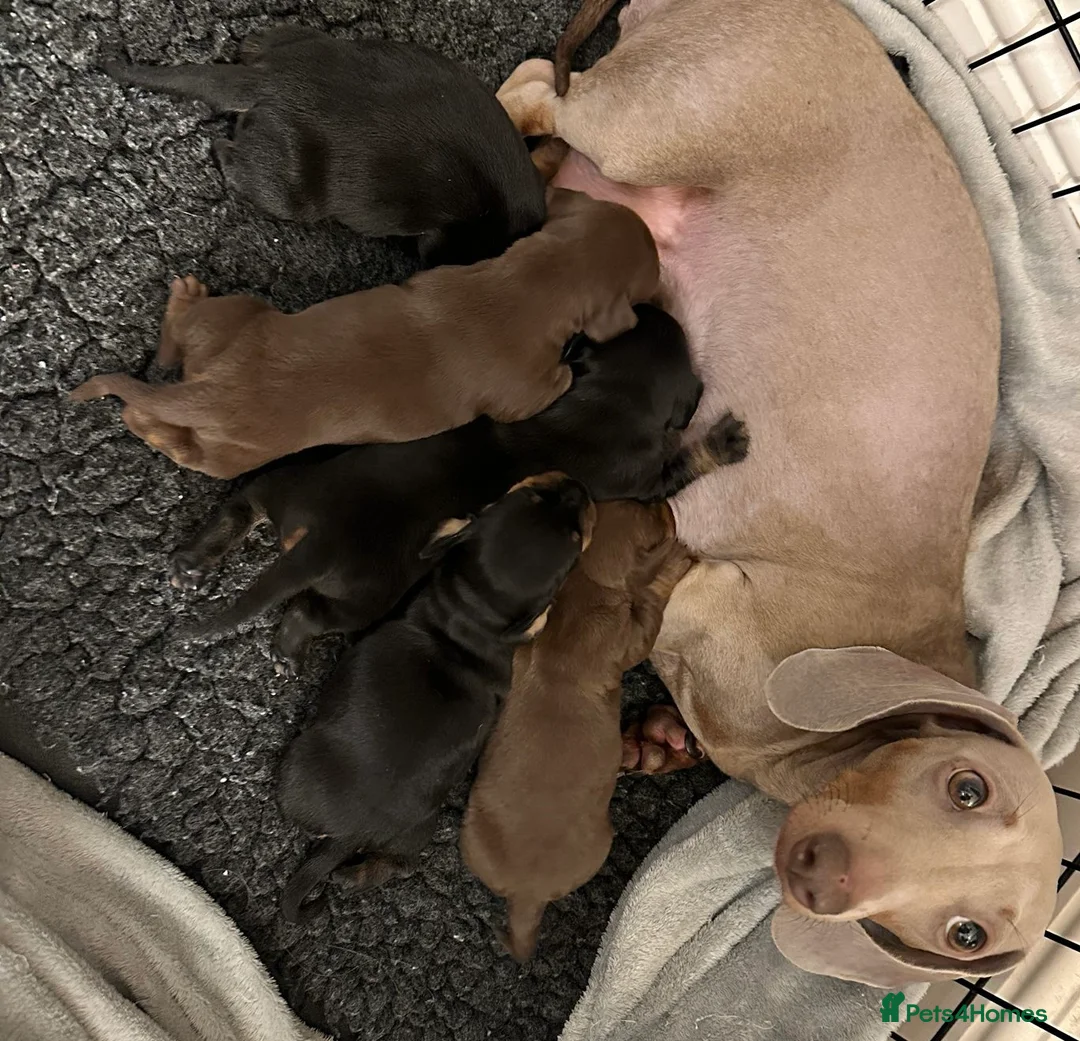 Miniature Dachshund dogs for sale: KC Black & Tan Miniature Dachshunds - Advert 4
