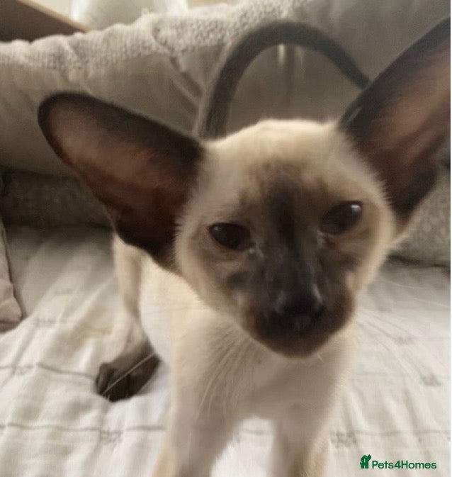 Siamese cats Chocolate point oriental  - Advert 21