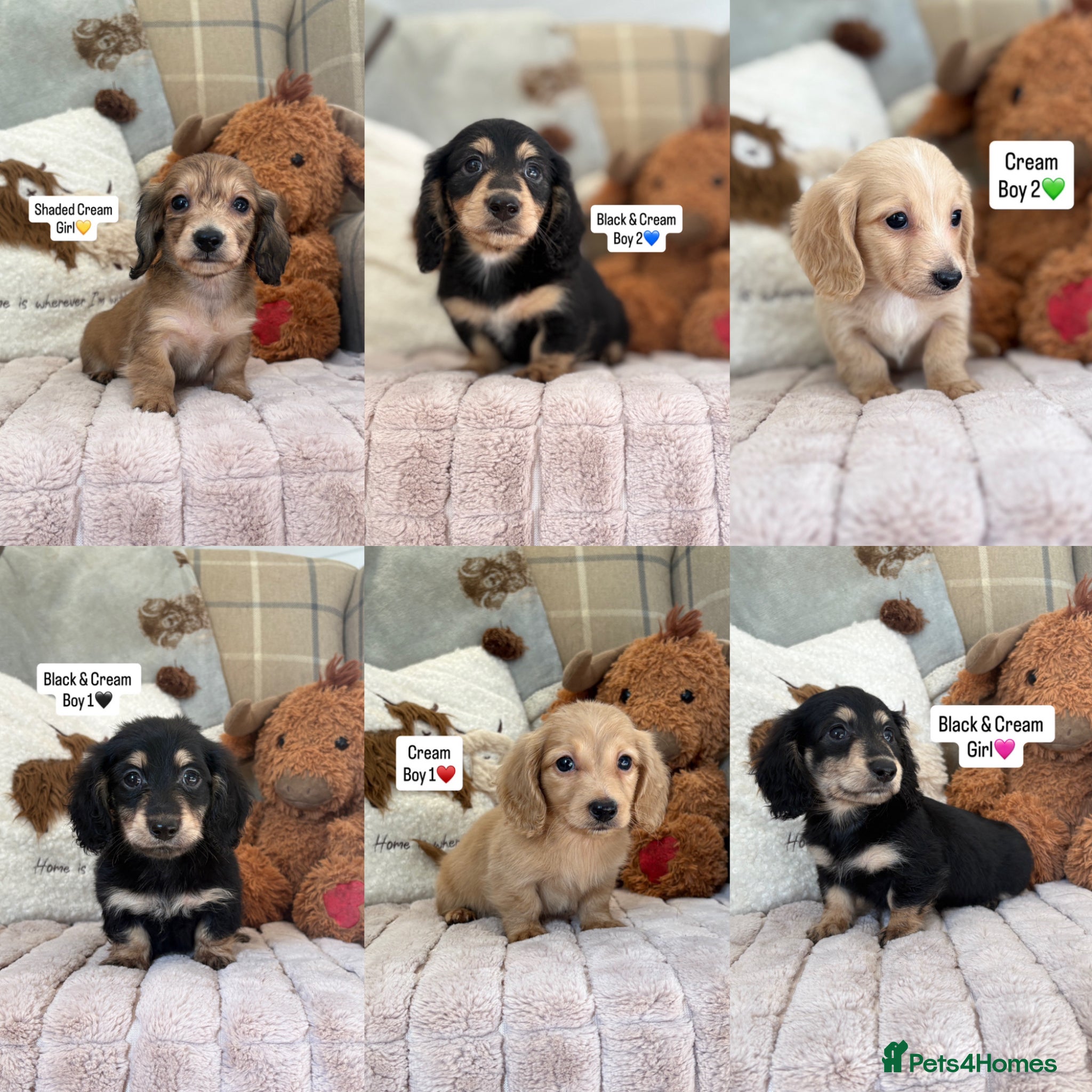 Miniature Dachshund dogs KC MINIATURE LONG HAIRED DACHSHUNDS💛 - Advert 1