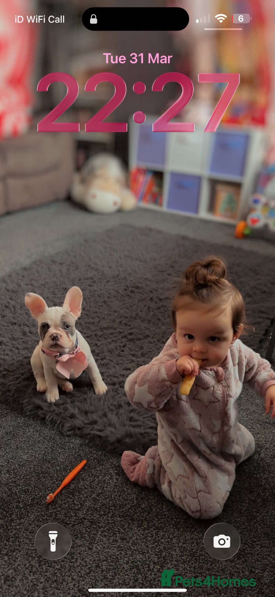 French Bulldog dogs Female 6 month French bulldog - Advert 1