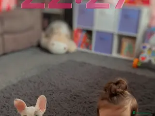 French Bulldog dogs Female 6 month French bulldog - Advert 1