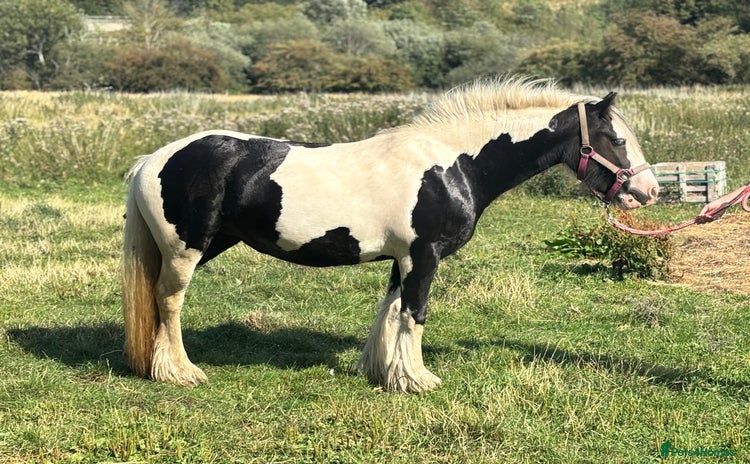 Irish Cob horses - Advert 4