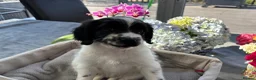 Sproodle dogs for sale: ✨ Premium Rare F1 Sproodle Pups – Champion Lines ✨ - Advert 3