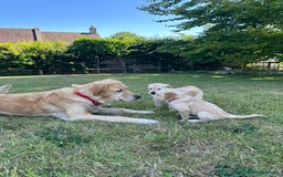 Golden Retriever dogs for sale: ⭐️Fantastic⭐️KC Reg Puppy⭐️Healthy Golden Ret - Image 3
