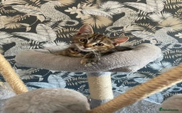 British Shorthair cats for sale: 1 female tortoiseshell  - ready now  in Southampton - Image 2