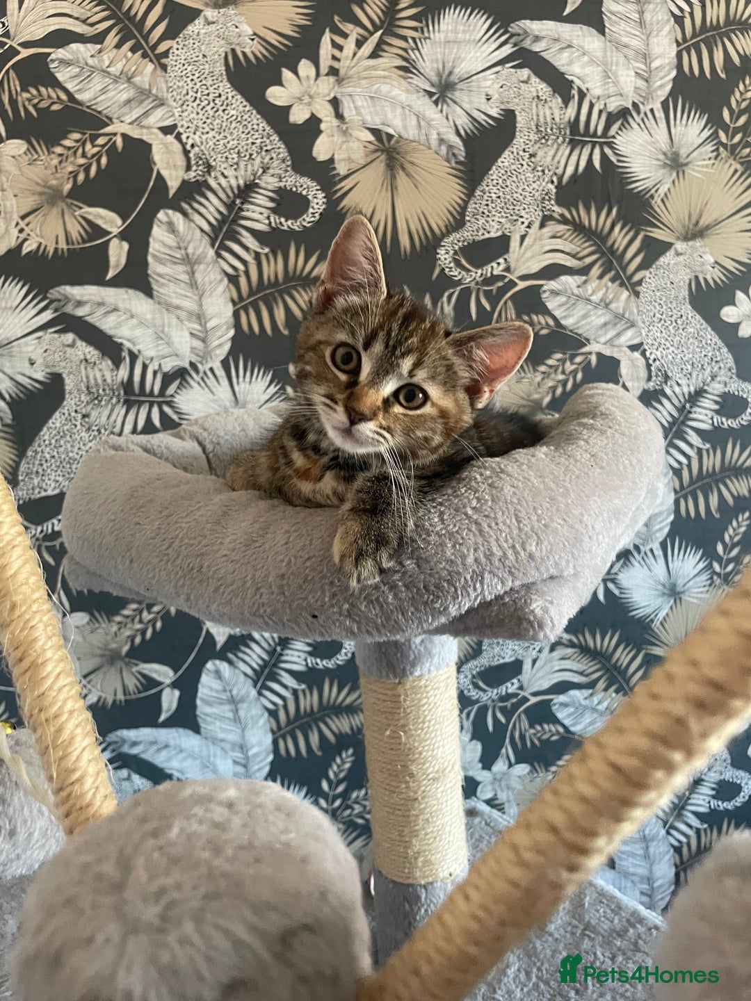British Shorthair cats for sale: 1 female tortoiseshell  - ready now  in Southampton - Image 2