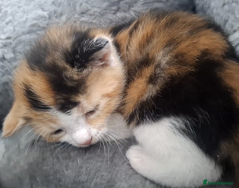 Mixed Breed cats Adorable Kittens for Sale 🐾 - Advert 1
