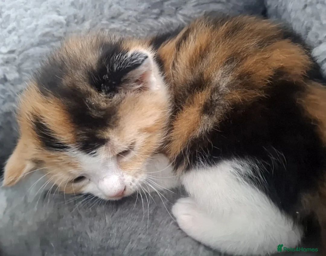 Mixed Breed cats for sale: Adorable Kittens for Sale 🐾 - Advert 1