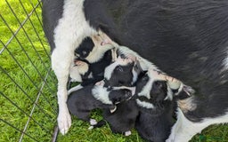 Border Collie dogs for sale: Border Collie Puppies - Image 10
