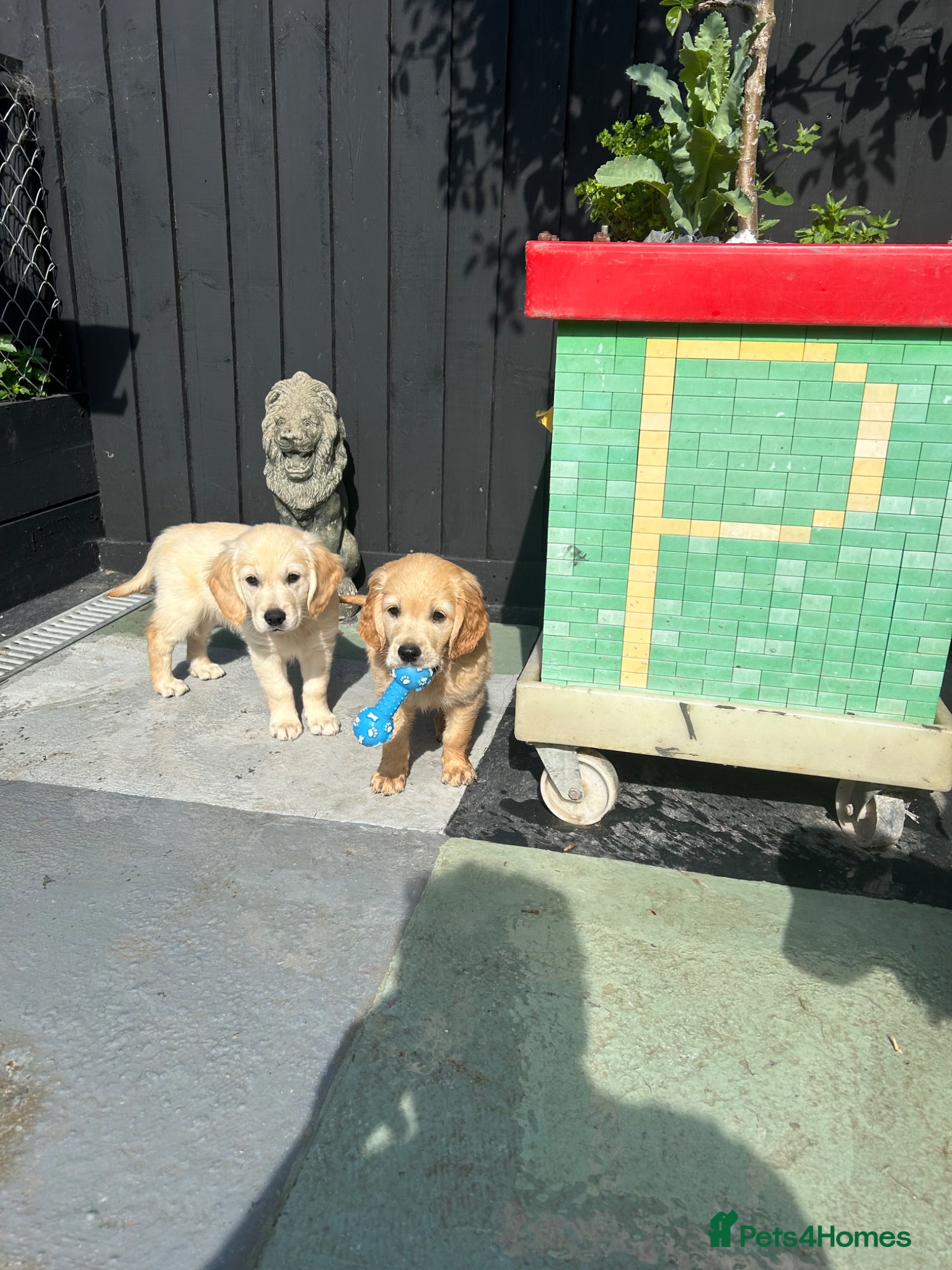 Mixed Breed dogs Dakota Sports retrievers. Mini Goldens Ready now.  - Advert 1