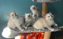 Ragdoll cats for sale: GCCF Ragdoll kittens ready now - Image 15