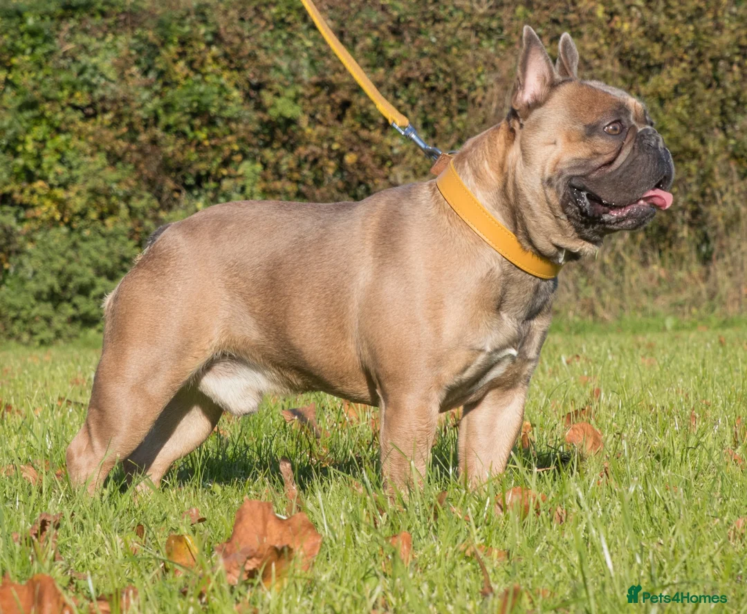 French Bulldog dogs for stud: French Bulldog Stud in Abertillery - Advert 14