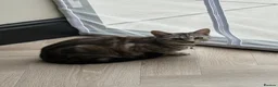 Mixed Breed cats for sale: Mist, affectionate and confident young female in Bedford - Advert 7