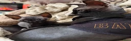 Sphynx cats for sale: 💙🩷 gorgeous sphynx baby’s 🩷💙 1 girl back up  - Advert 7