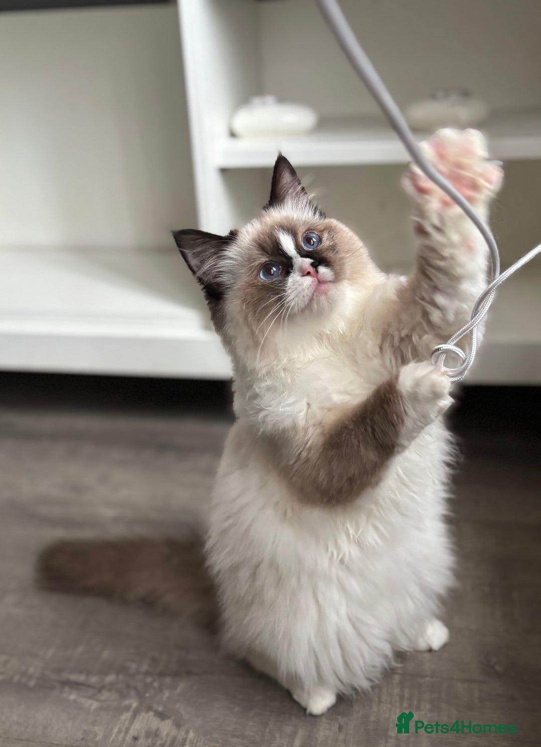 Ragdoll cats for sale: Stunning gccf seal mitted  girl really fluffy  - Image 2