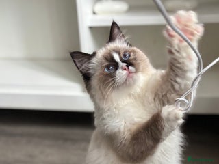 Ragdoll cats - Advert 6