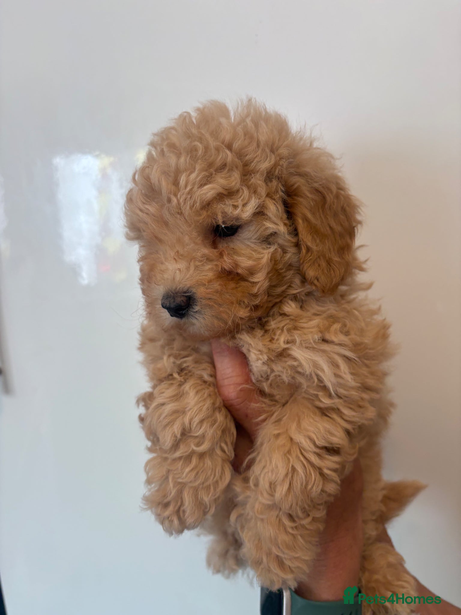 Maltipoo dogs 🤩 1 stunning female Maltipoo 🤩 - Advert 5