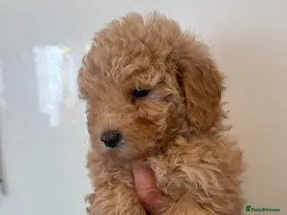 Maltipoo dogs 🤩 1 stunning female Maltipoo 🤩 - Advert 5