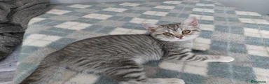 British Shorthair 1 kits