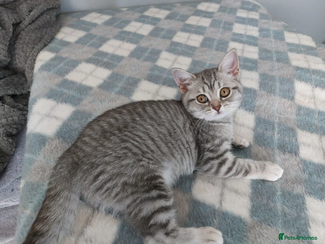 British Shorthair cats for sale: Beautiful British Shorthair female kitten - Advert 2