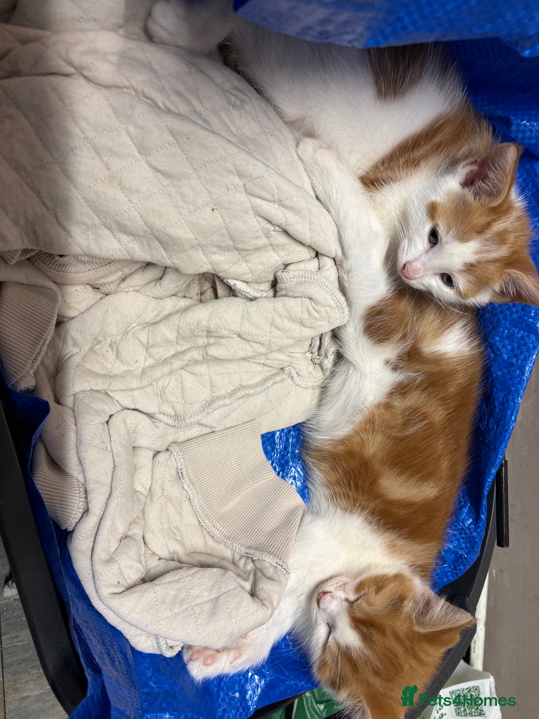 Mixed Breed cats for sale: 4 male kittens - Advert 10